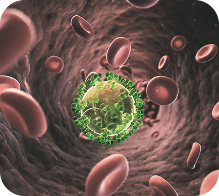사람면역결핍바이러스(HIV)